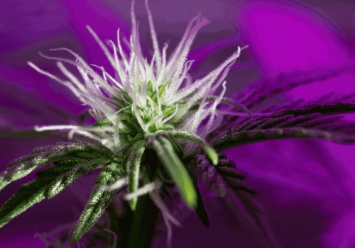 How Long Should You Run a Carbon Filter in a Grow Room? - An Expert's Guide